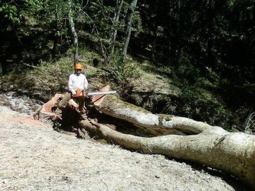 Rely on experts for professional tree services.
