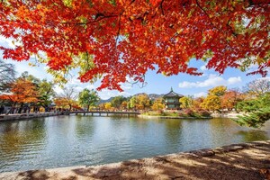 가을 여행의 매력 속으로: 국내와 일본 단풍 명소 추천