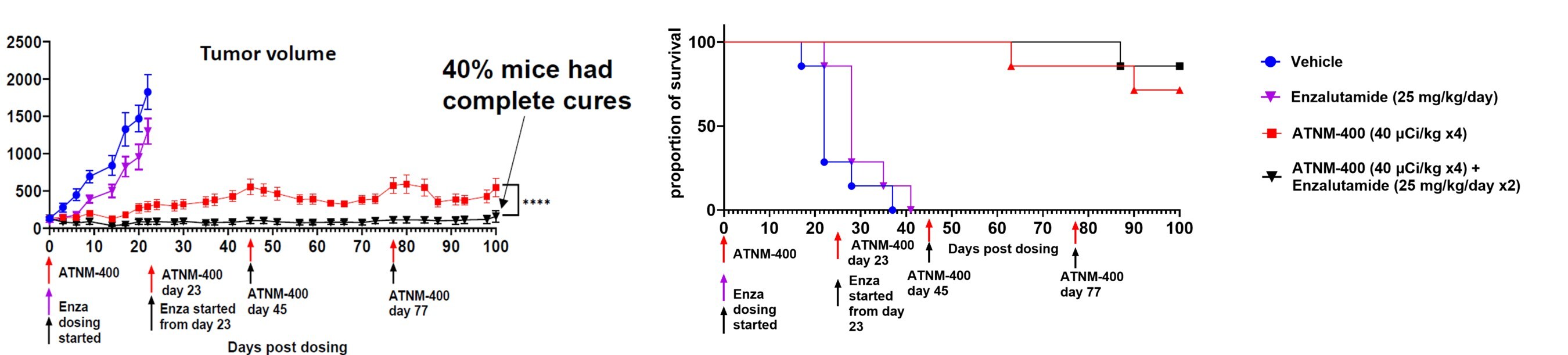 Potent and Durable Tumor Control, Increased Overall Survival and Synergistic Activity in Enzalutamide Resistant Prostate Cancer