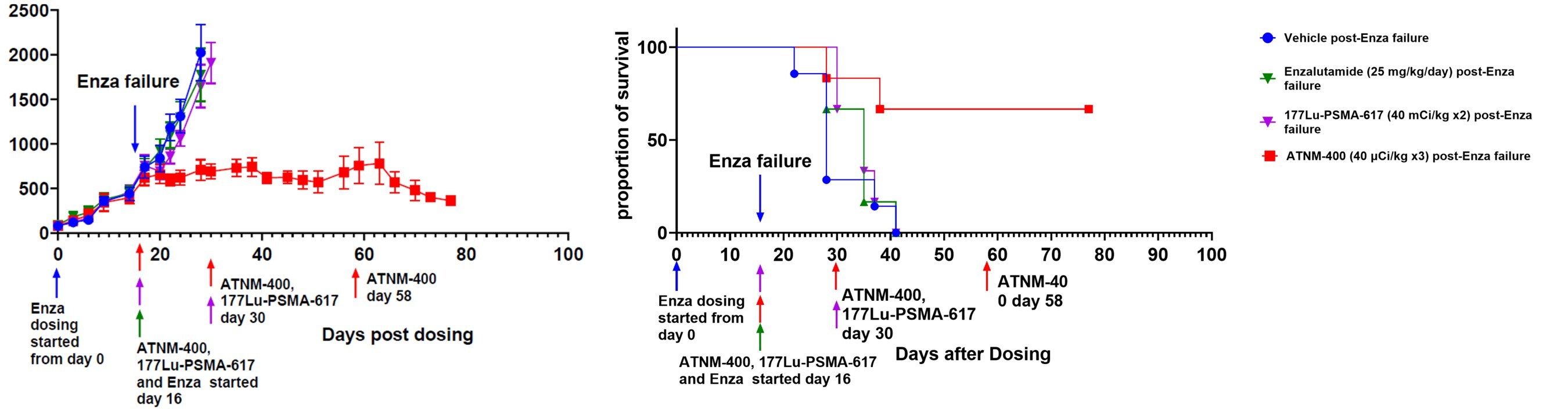 Subsequent treatment with ATNM-400 achieved robust tumor control and extended survival, highlighting its potential in post-enzalutamide settings