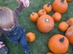 Child walking in pumpkin patch