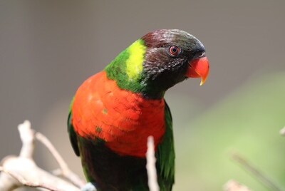 Kedis Mewali to Bali: The Homecoming of the Red-breasted Parakeet Revives Hope for Bali’s Natural Restoration