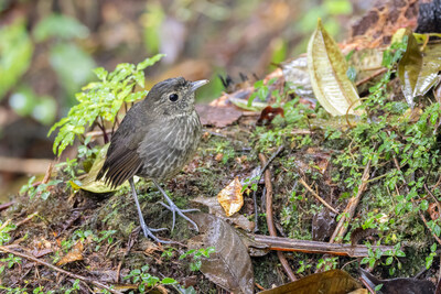 Cundinamarca Antpitta (Grallaria kaestneri), endangered bird species endemic to Colombia’s Eastern Andes – photo by Charlie Bostwick for Saving Nature Cundinamarca Antpitta (Grallaria kaestneri), endangered bird species endemic to Colombia’s Eastern Andes – photo by Charlie Bostwick for Saving Nature
