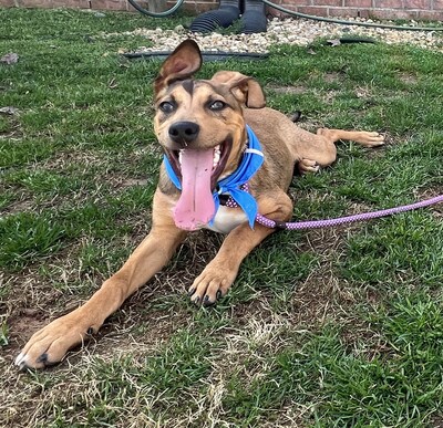 As part of the announcement, PEDIGREE Foundation, in partnership with Maddie’s Fund, awarded $100,000 in the first-ever Foster 50 Challenge Grants to strengthen foster programs nationwide - empowering shelters like Lake Oconee Humane Society near Atlanta to recruit volunteers and help dogs like Bear gain the confidence and care to find loving homes.