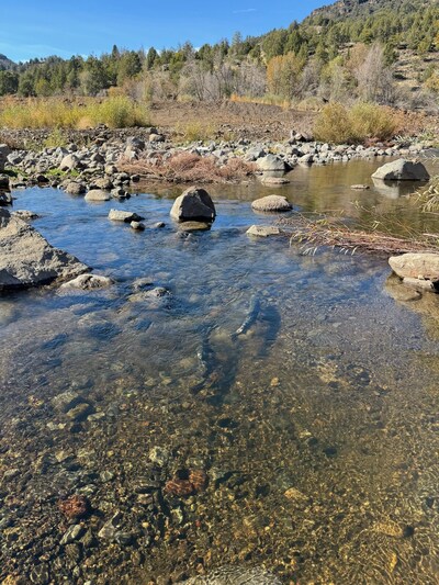 Salmon have recently returned to spawn in Jenny Creek, one of four high-priority tributaries restored under a plan crafted by RES. A portion of Jenny Creek was covered in up to 40 feet of algae choked reservoir water until Klamath River dams were removed in 2024.