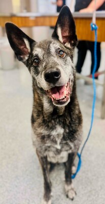 Rocco, an 11-year-old Dutch Shepherd is the first participant in a study to evaluate Akston's first‑in‑class Ambifect® immuno-enhancing therapy targeting PD-L1 in dogs with solid tumors. Rocco, an 11-year-old Dutch Shepherd is the first participant in a study to evaluate Akston's first‑in‑class Ambifect® immuno-enhancing therapy targeting PD-L1 in dogs with solid tumors.
