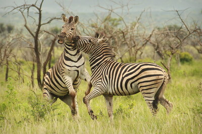 Kruger National Park, South Africa