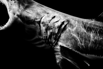 Leica Store & Gallery New York Presents "Within One Breath:" A Solo Exhibition by Matt Draper