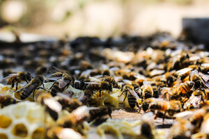 Dalan Animal Health Announces Successful Efficacy Trials for its Honeybee Vaccine, Advancing Toward Full USDA Licensure