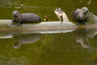 River otters, Garden Hill Conservation Area © Noah Cole (CNW Group/Ontario Nature) River otters, Garden Hill Conservation Area © Noah Cole (CNW Group/Ontario Nature)