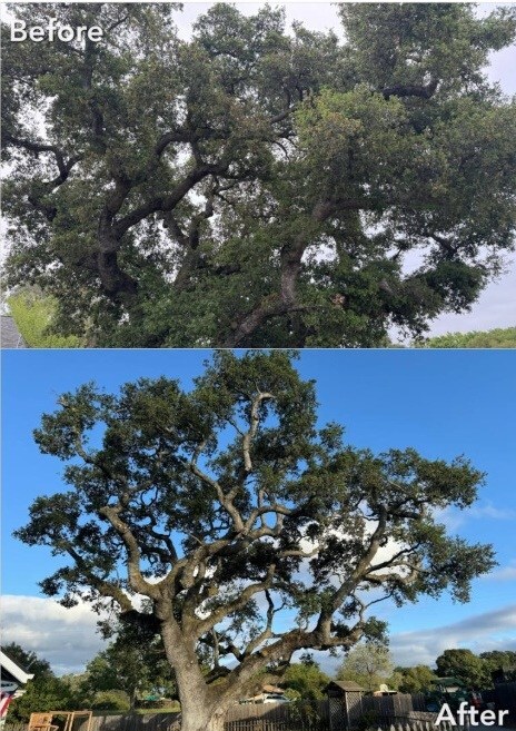 Fall pruning keeps trees healthy for spring growth.