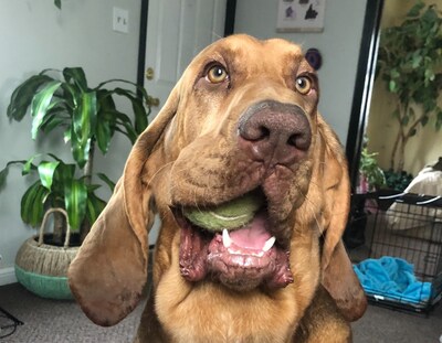 Snoopy, a big Bloodhound from Minnesota, used his tracking skills to hunt down a pan full of potentially poisonous grease.