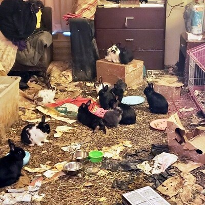 Chicago-Area Rescues Urge Petland to End Rabbit Sale