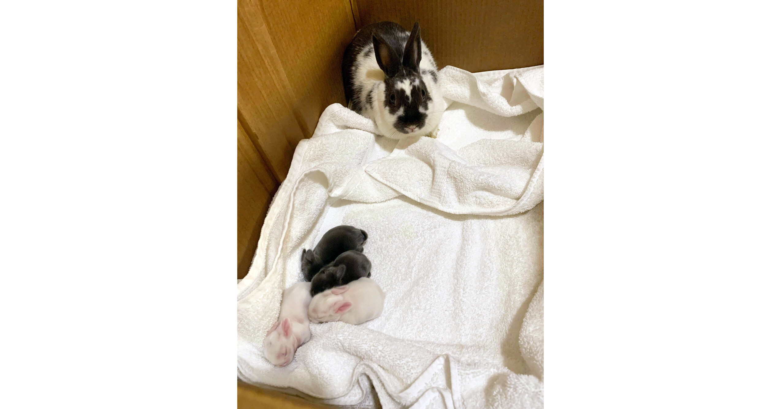 Chicago-Area Rescues Urge Petland to End Rabbit Sale