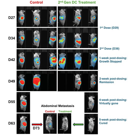 Images of control and 2nd Gen treatment condition mice using in vivo imaging system. Live imaging system was utilized to capture the tumor growth at various timepoints. The DC treated mouse showed absent signals of tumor at 5-week post dosing. Images of control and 2nd Gen treatment condition mice using in vivo imaging system. Live imaging system was utilized to capture the tumor growth at various timepoints. The DC treated mouse showed absent signals of tumor at 5-week post dosing.