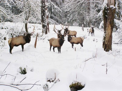Pierce County Invites Winter Travelers to Find Solitude and Snow in the "Snow Seeker" Itinerary