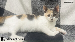 Alley Cat Allies Helps 6000 Cats in Trap-Neuter-Return (TNR) Collaboration with the Humane Society of Atlantic County