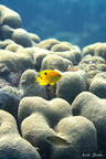 Yellow reef fish surrounded by coral