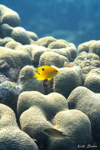 Yellow reef fish surrounded by coral