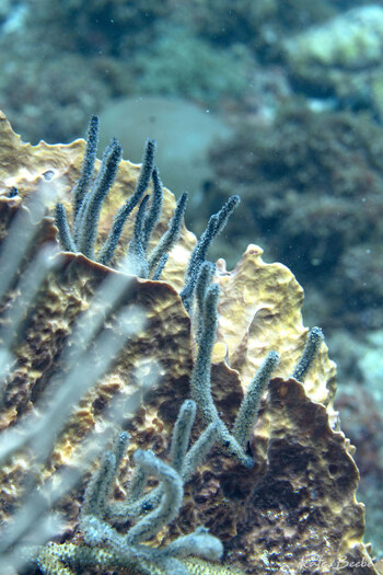 Sponge and soft corals