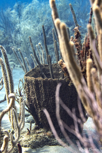 Sponge and soft corals