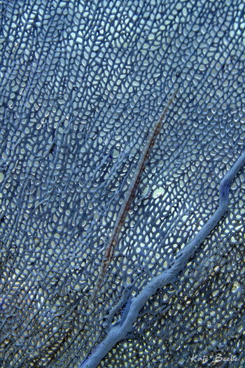 Juvenile trumpet fish blending into a seafan