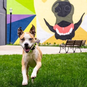 The TurfMutt Foundation Touts the Power of Parks for Fall Family Fun and Well-Being