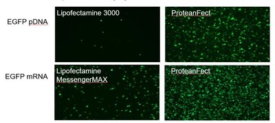 OriGene Technologies and Nanoportal Biotech Join Forces to Bring Groundbreaking ProteanFect™ Gene Delivery Technology to Researchers Worldwide