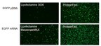 ProteanFect achieves high transfection efficiency in Jurkat cell
