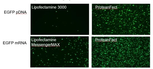 ProteanFect achieves high transfection efficiency in Jurkat cell