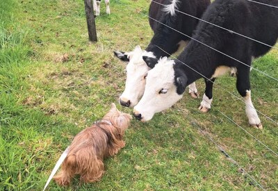 Mae Flener's 14-year-old Yorkie relocated to New Zealand with the help of Starwood Pet Travel.
