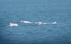 AI Solution Shows Early Success in Protecting Chinese White Dolphins