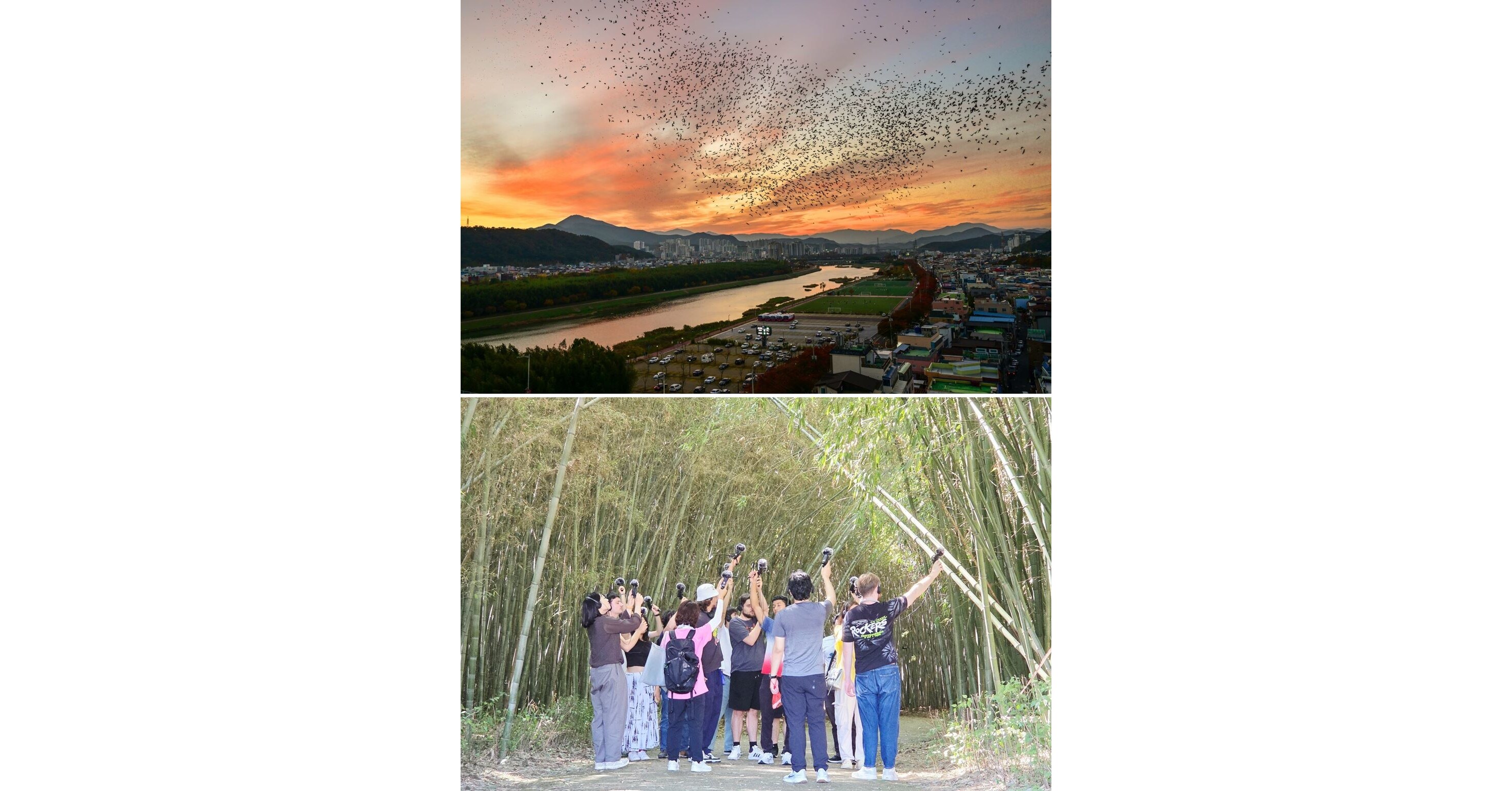 Pertunjukan Spektakuler Burung Gagak di Langit Musim Dingin: Samho Migratory Bird Park, Nam-gu, Ulsan