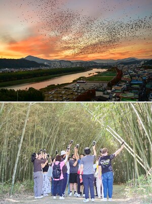 Pertunjukan Spektakuler Burung Gagak di Langit Musim Dingin: Samho Migratory Bird Park, Nam-gu, Ulsan