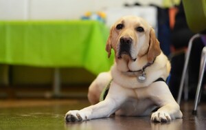 Why Having a Dog Can Help Reduce Food Allergy Reactions