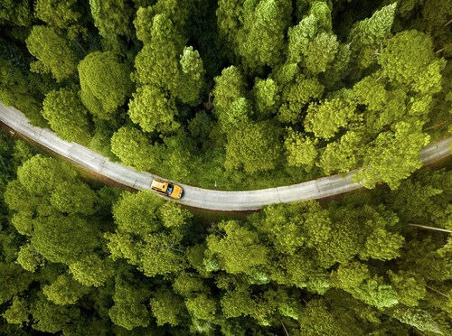 Image of Forest: General Imagery