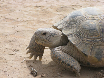 Bolson tortoise (Gopherus flavomarginatus)