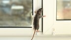 EcoShield Pest Solutions Warns of Beginning of Rodents' Indoor Nesting Season