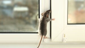 EcoShield Pest Solutions Warns of the Beginning of Rodents' Indoor Nesting Season, Shares Tips for Homeowners