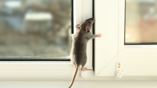 EcoShield Pest Solutions Warns of Beginning of Rodents' Indoor Nesting Season