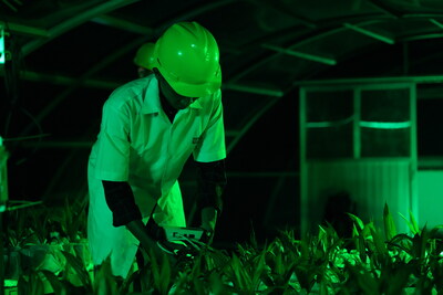 Extensive laboratory and field testing measured Drought Factor Index to determine oil palm performance under water stress. (PRNewsfoto/Golden Agri-Resources) Extensive laboratory and field testing measured Drought Factor Index to determine oil palm performance under water stress. (PRNewsfoto/Golden Agri-Resources)
