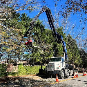 QDS TreeWorx: Austell's Trusted Experts for Tree Removal and Professional Tree Care