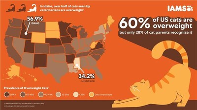 Sixty percent of U.S. cats are overweight, and only twenty eight percent of cat parents recognize the issue. Overweight pets are more prone to developing a number of diseases and health conditions and can have a shorter lifespan. Courtesy the IAMS™ brand. Sixty percent of U.S. cats are overweight, and only twenty eight percent of cat parents recognize the issue. Overweight pets are more prone to developing a number of diseases and health conditions and can have a shorter lifespan. Courtesy the IAMS™ brand.