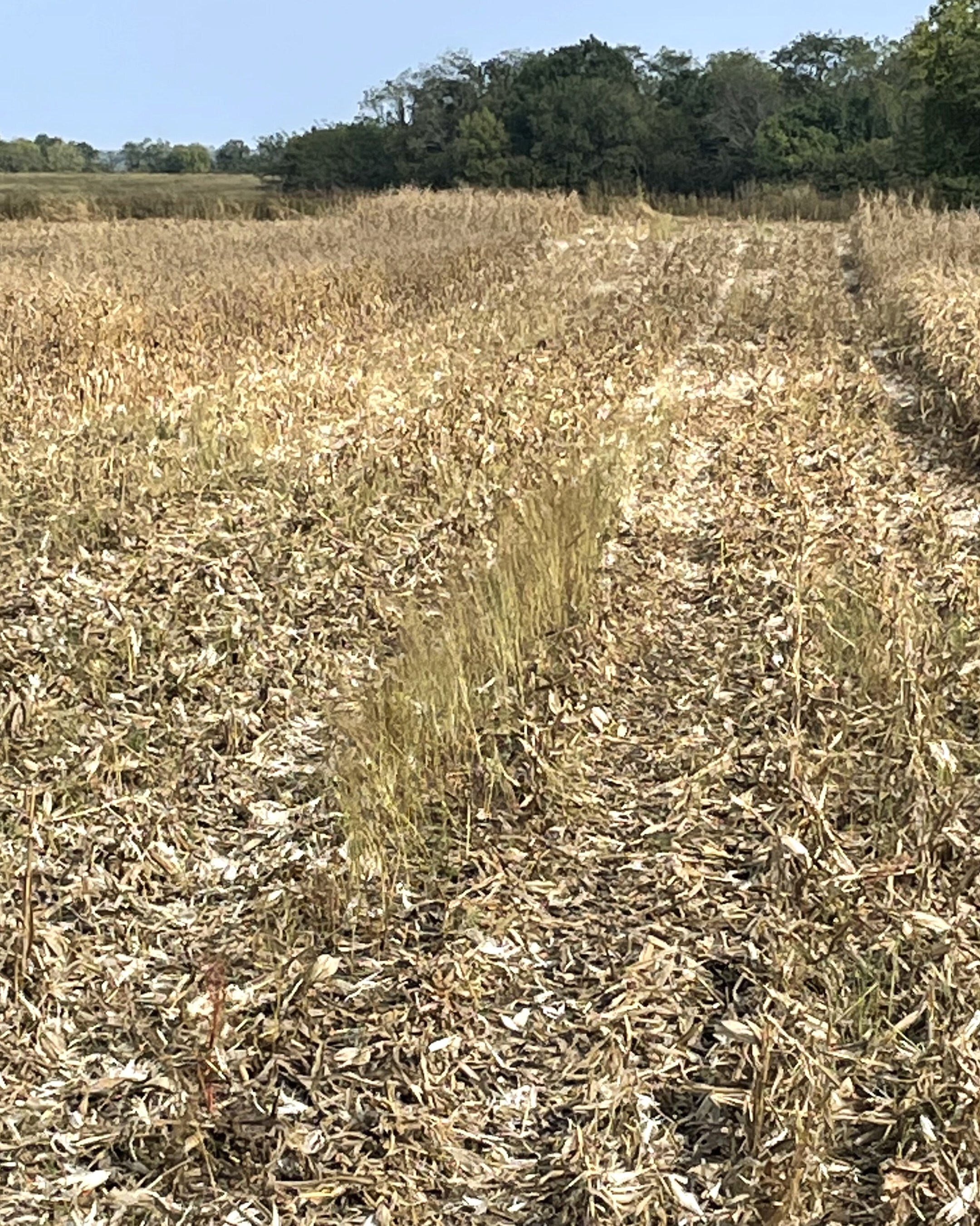Don't Delay Weed Control Decisions until Spring