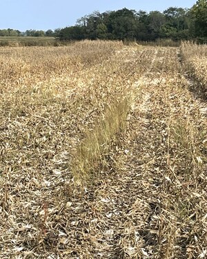 Don't Delay Weed Control Decisions until Spring