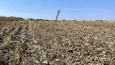 Scouting during and after harvest can reveal weed escapes, like this waterhemp patch after corn harvest, that help to develop effective weed management tactics prior to spring.  Photo by Kevin Bradley.