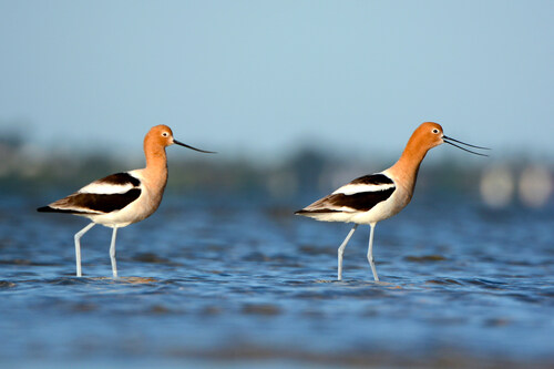 American Avocets_1_Bunche Beach_Jason Boeckman