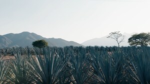 Impulsan la sustentabilidad del tequila mexicano