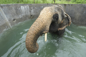 Wildlife SOS shines light on elephant rescue and care efforts ahead of Giving Tuesday