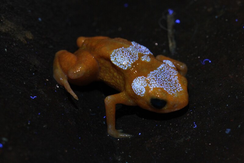 Unable to view the image, Please provide a valid URL.